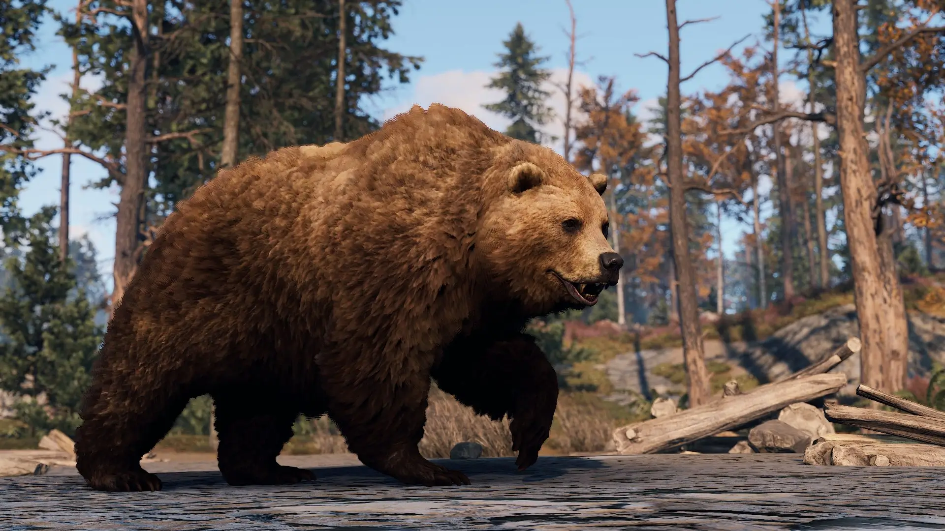 bear rust