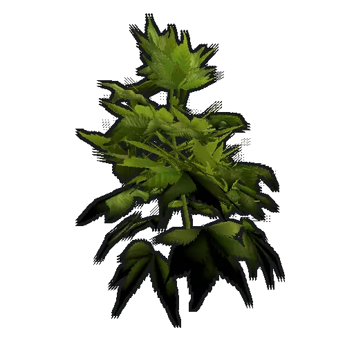 hemp plants